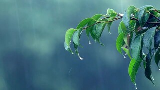 Ambient Nature Soothing | Relaxation Music | Healing Sounds | Rain |Meditation|Stress Relief & Sleep