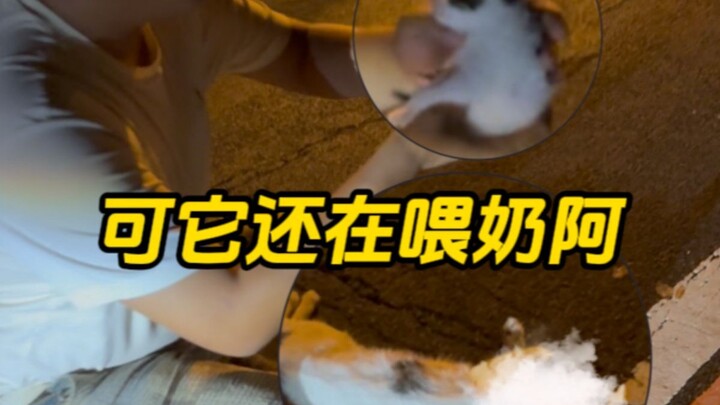 What about the cat mom's other babies...?