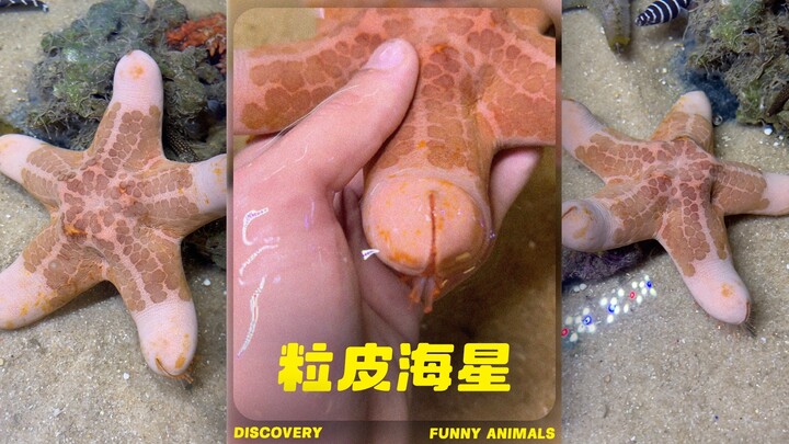 Pelajari tentang bintang laut granular