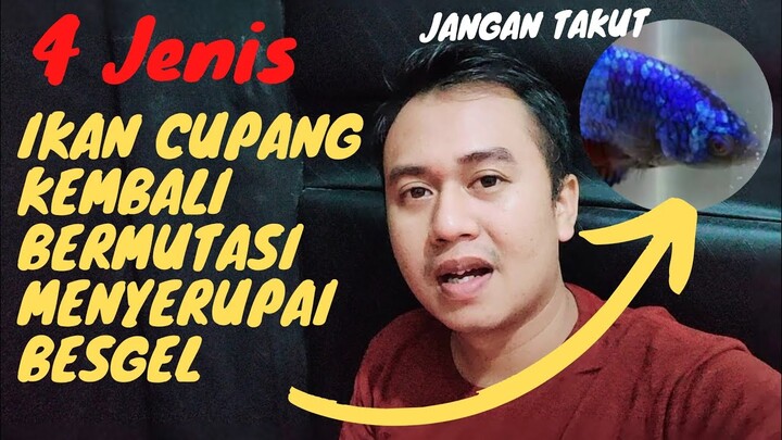 Jangan Khawatir jika ikan cupang anda bermutasi kembali menyerupai Besgel❗alasannya ada divideo ini❗