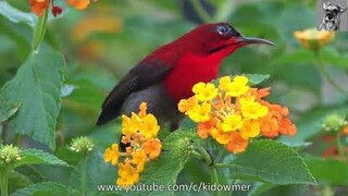 Male CRIMSON SUNBIRD among lantana flowers, Singapore