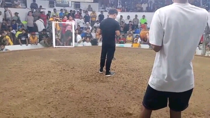 TORNADO HATCH 2X Winner