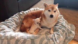 吉娃娃宝宝误以为柴犬是它的妈妈所以就粘着柴犬