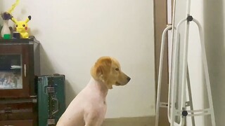 “没有一只小狗能从理发店笑着离开！”