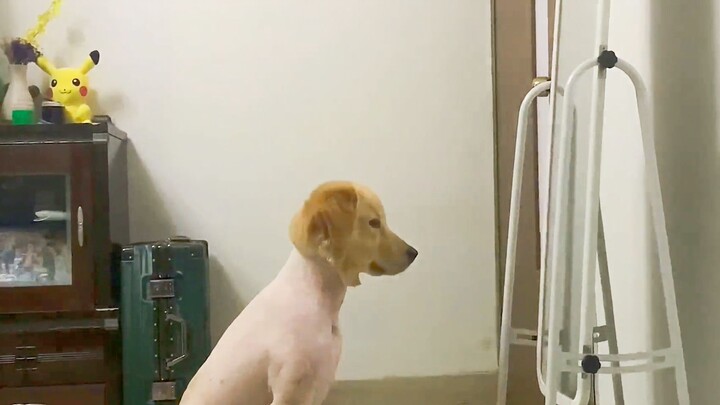 “没有一只小狗能从理发店笑着离开！”