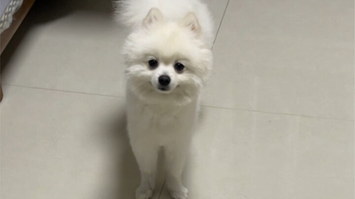 Anjing bodoh di rumahku mogok makan, siapa sangka ternyata alasannya adalah...