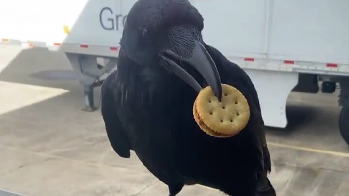 The Clever Crow