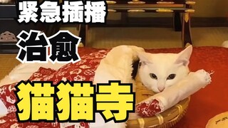 Urgent healing update: Kyoto's Cat Temple is just too good at this!