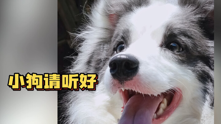 يا جرو الصغير، أتمنى أن لا تكون ذكيًا إلى هذا الحدّ