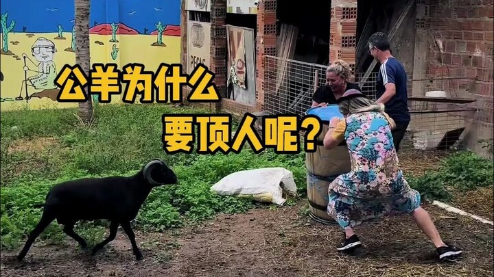 ما مدى قوة هجوم خروف واحد؟ #علم_الشعب #إطلاق_الضغط #حيوانات_عجيبة #خروف #معلومات_غريبة