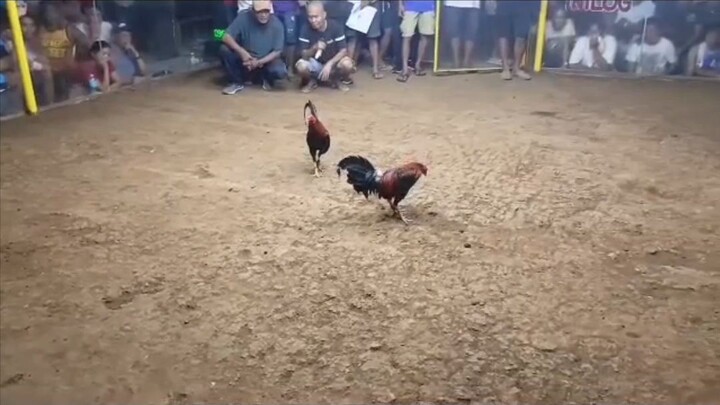 3WINS CHAMP @ POLARMAN GALLERA CAMIGUIN 3RD FIGHT