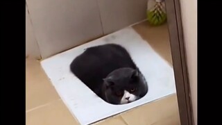ลูกแมวติดอยู่ในห้องน้ำ
