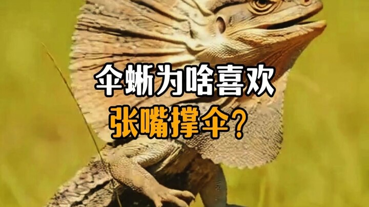 Why do umbrella lizards like to open their mouths and “hold up their umbrellas”?