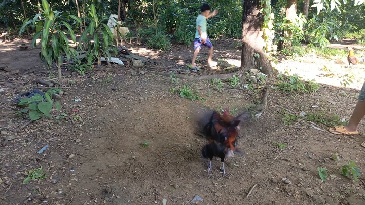 Sunday spar Gilmore hatch