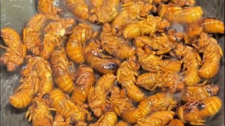 لماذا يشبه لحم قرد السيكادا لحم الخنزير إلى حد كبير؟