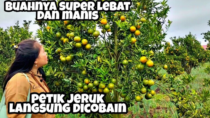 PETIK JERUK DAN LANGSUNG DICOBAIN|| BUAHNYA SUPER LEBAT PEMANDANGAN YANG INDAH