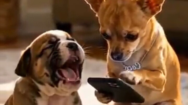 cat and dog fun unlimited 2