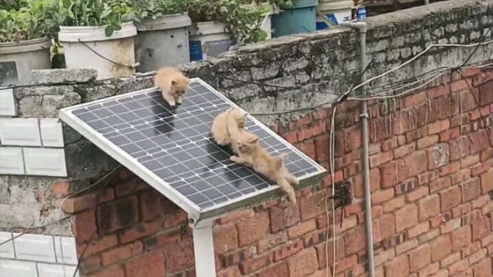 Tiga anak kucing kecil!