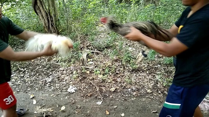 Brood cock vs Broodcock ( dirty dome vs white kelso)