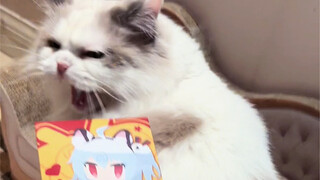 Cara Melatih Kucing Anda