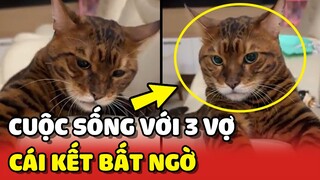 Cái kết bất ngờ của chàng mèo và cuộc sống với 3 CÔ VỢ 😂 | Yêu Lu