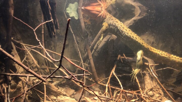 With an aquarium like this in the house, the zoo owner, ashamed, planted a lemon tree.