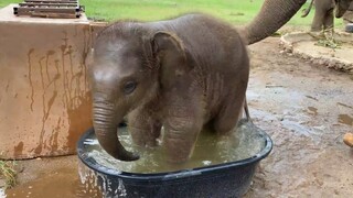 Super cute, beware! This rescued baby elephant is having his first bathtub experience. We're not res
