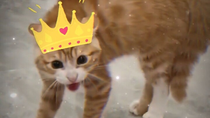 Kucing Menuju Kebangkitan