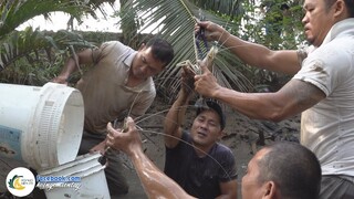 Về Giồng Trôm Xả Đập Bắt 20KG TÔM CÀNG XANH ĂN TẾT | Hội Ngộ Miền Tây - Tập 606