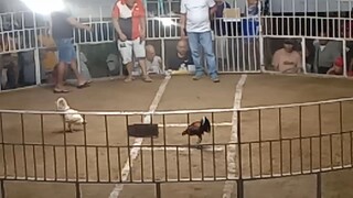 3rd fight win 'black mamba' pototan iloilo 5 cock derby