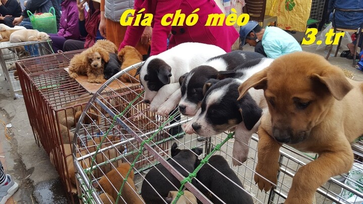 Tham quan chợ bán chó mèo cảnh rẻ và đẹp – Pets Market