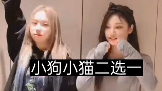 猫猫狗狗二选一