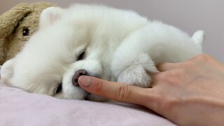 ถ้ากดถั่วดำน้อยๆใส่หมาต่อไปจะเป็นยังไง (ใจละลายตอนจบ)