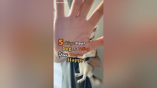 what does your dog do when they’re happy? 😃 LearnOnTikTok happydogs language dogsoftiktok dogcute