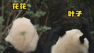 Hua Hua actually grew taller?! The real truth is this...