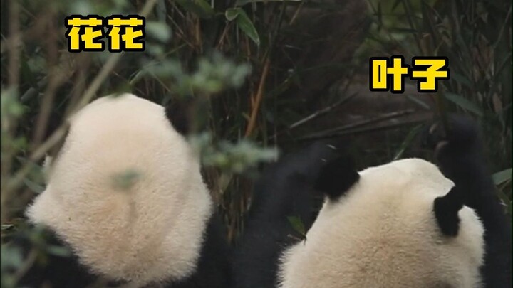 Hua Hua actually grew taller?! The real truth is this...