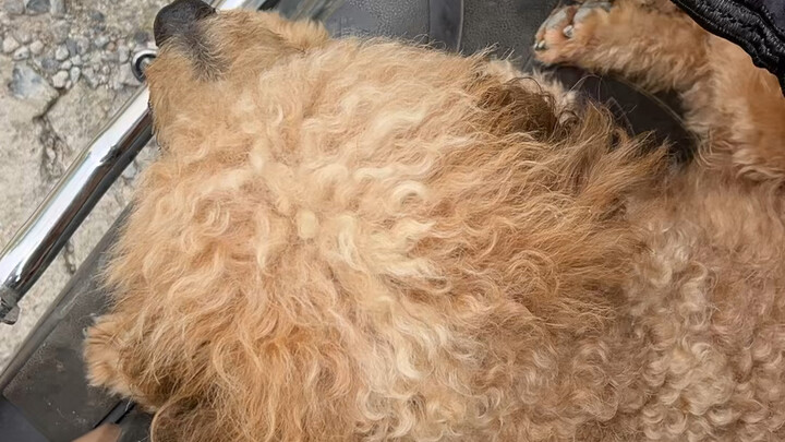 Whose dog is missing?