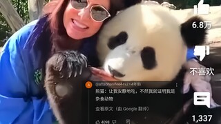 外网热议中国熊猫被迫营业与老外合影，300万人浏览，网友：羡慕嫉妒恨