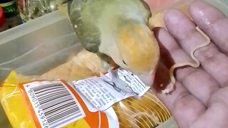 african love bird eat noidles