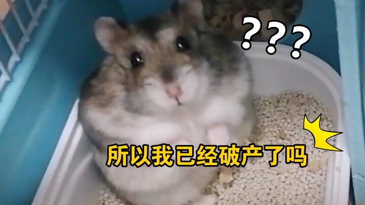 After secretly taking food from the hamster’s nest and getting caught, the little guy: “You’re sure 