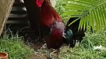 1 times winner na si claret 💓🥰