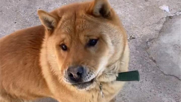 Tidak sengaja bertemu anjing sendiri di jalan