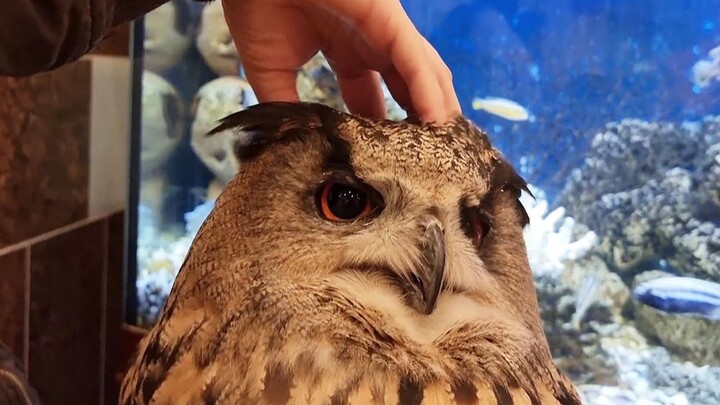 มาลูบแมวกันมั้ย? แมวจากฮอกวอตส์นี่อ้วนจัด!