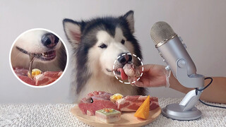 Juicy Cow Eyeball! Alaskan Malamute Eating Raw Meat