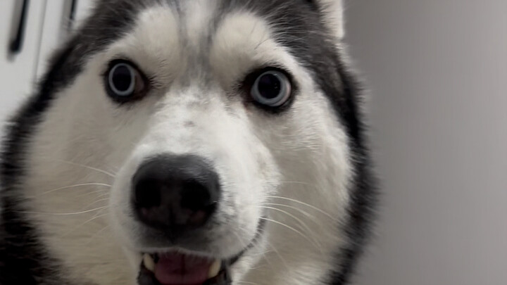 Do you know which of these two breeds to raise?