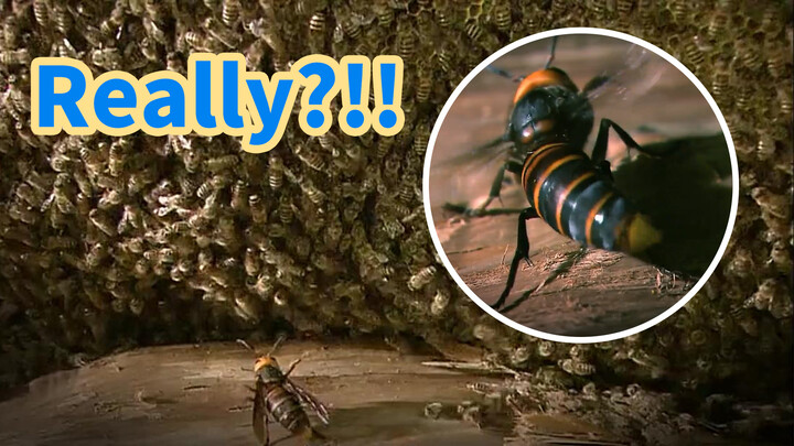 Ong Bắp Cày Một Mình Vào Tổ Ong Mật! Bị Ong Mật Vây Quanh Nóng Chết!