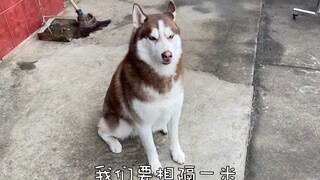 [Dog] Playing with thrown-down cracker with my husky