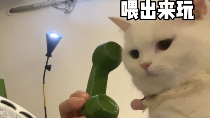 The difference between a kitten before and after pregnancy