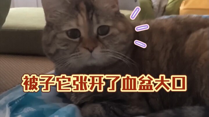 A grumpy, whiny repair cat gets tucked into the covers!