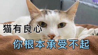 猫没良心？猫一旦有良心，你根本承受不起@Angel宠物摄影